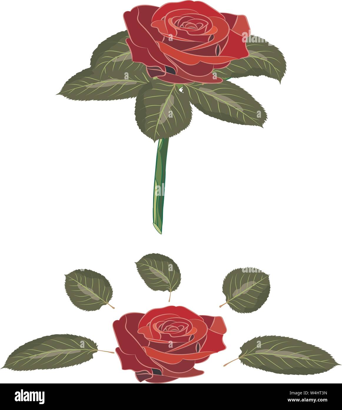 Blumen Rose, Scarlet und roten Blüten, grüne Blätter mit Stammzellen. Auf weissem Hintergrund. Erweiterte Blätter und die Knospe. Vector Illustration. Stock Vektor