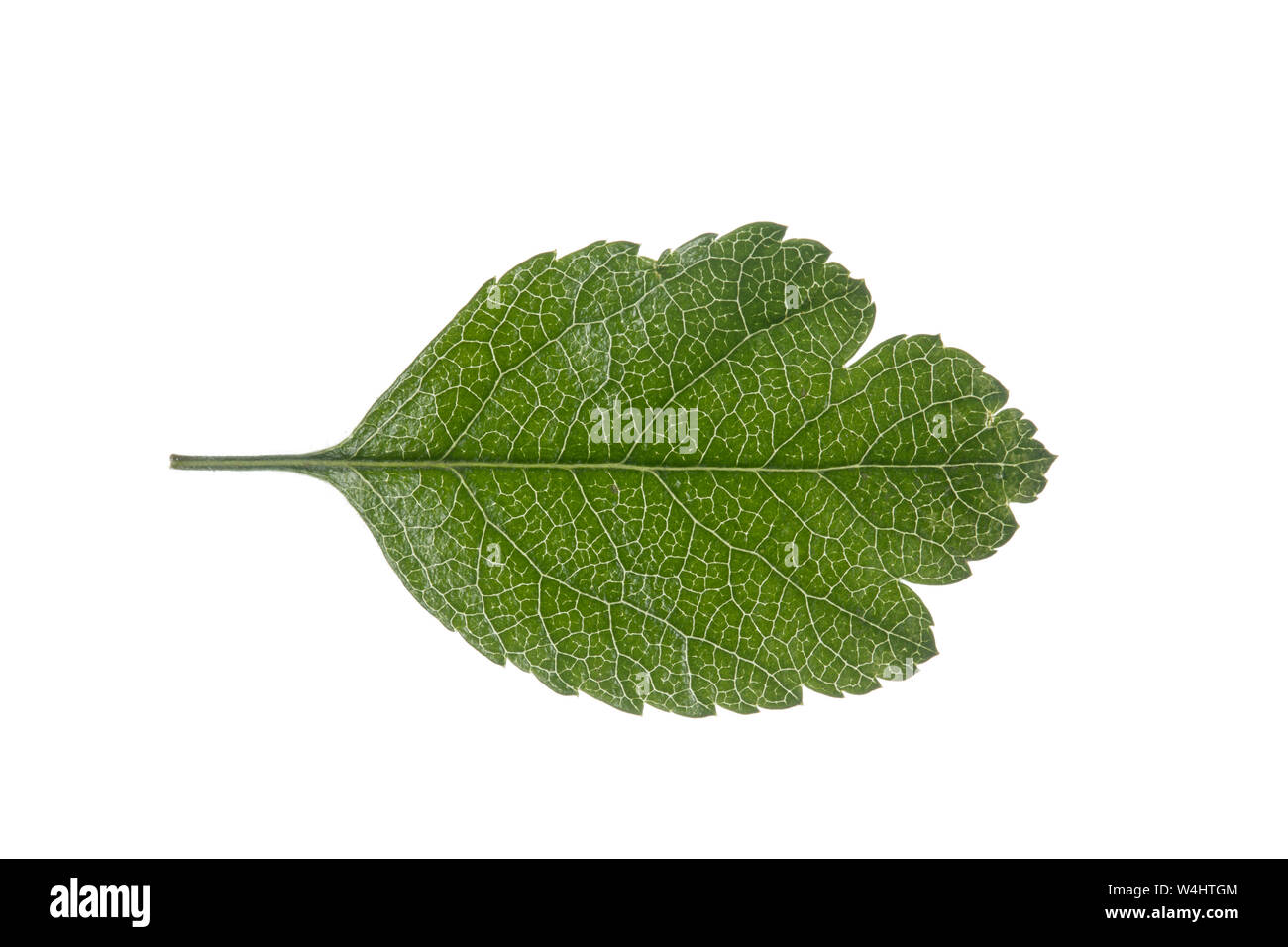 Zweigriffliger Weißdorn, zweigriffeliger Weißdorn, Weissdorn, Crataegus laevigata, Crataegus oxyacantha, midland Weißdorn, Englisch Hawthorn, Wald Stockfoto