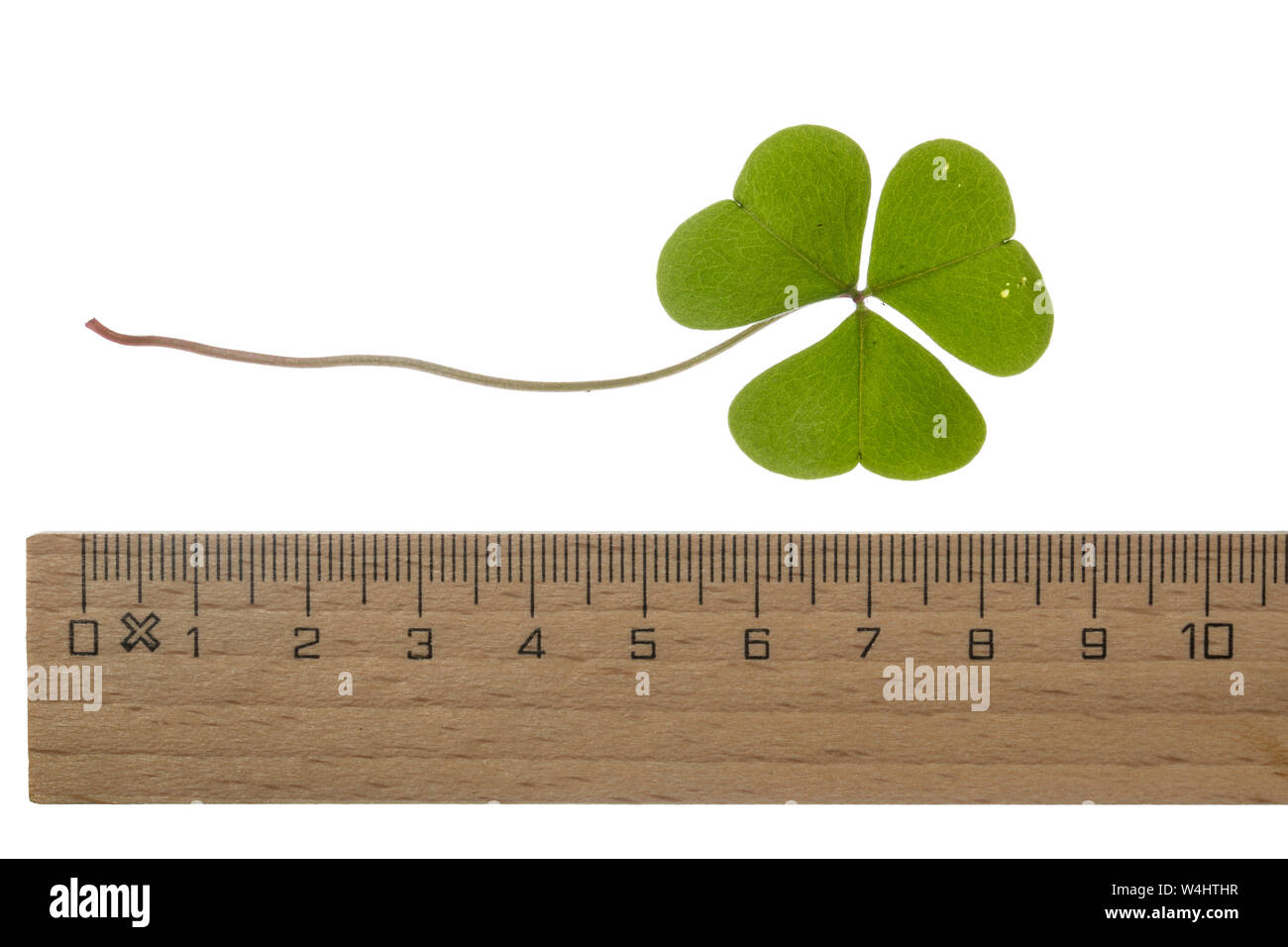Wald-Sauerklee Sauer-Klee,,, Sauerklee Waldsauerklee, Oxalis Naiandinus, Hasensalat, Herzklee, Herrgottsbrot, gemeinsame Sauerklee, Sauerklee, Oxalide Stockfoto