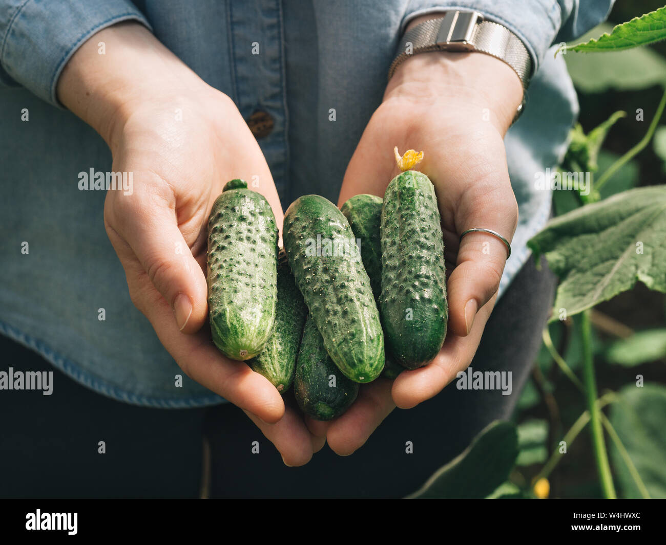 Frische Gurken in weibliche Hände. Nicht erkennbare junge Frau in Hipster denim Shirt halten organische Gurken in Ihre Hände im Gemüsegarten. Natürliches Tageslicht. Händen halten Haufen Gurken im Freien. Stockfoto