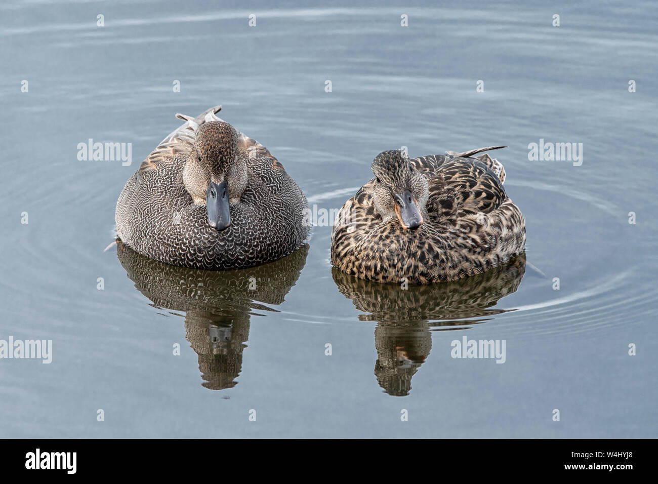 Nordamerika; USA; Alaska; Feder; Tierwelt; Vögel; Wasservögel; Schnatterente, Anas strepera, Paar Stockfoto