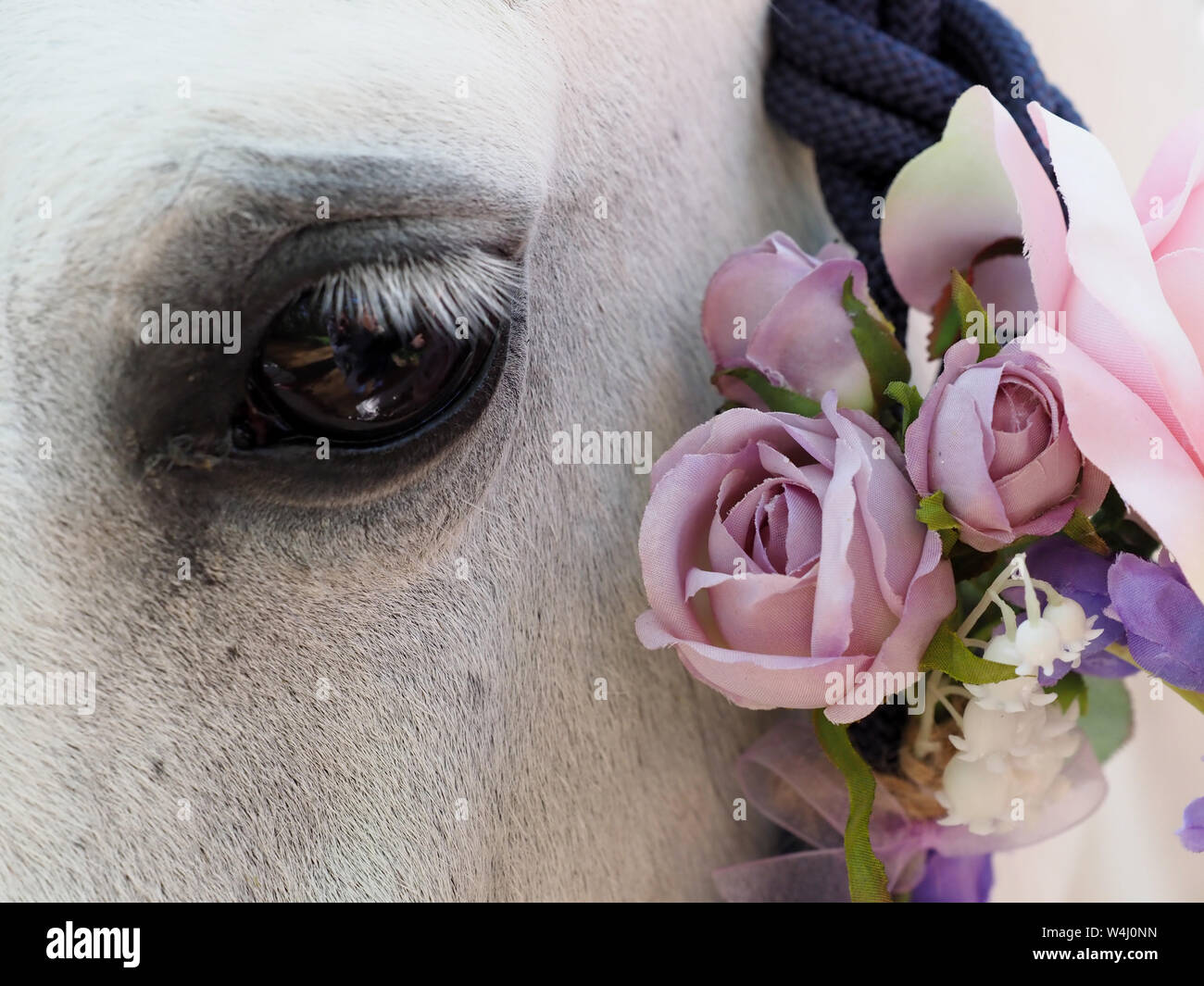 Eine Nahaufnahme von der Seite eines Pferde Gesicht mit Blumen in ihrer Halter. Stockfoto