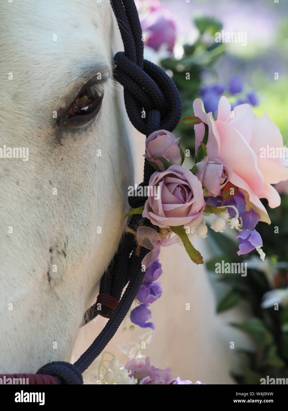 Eine Nahaufnahme von der Seite eines Pferde Gesicht mit Blumen in ihrer Halter. Stockfoto