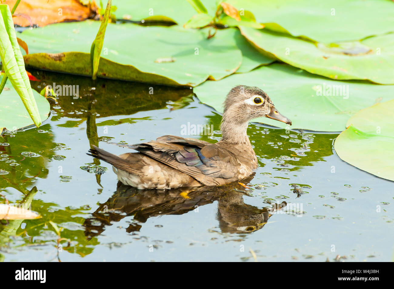 Zwei weibliche Holz Enten schwimmen im Teich mit Seerosen. Stockfoto