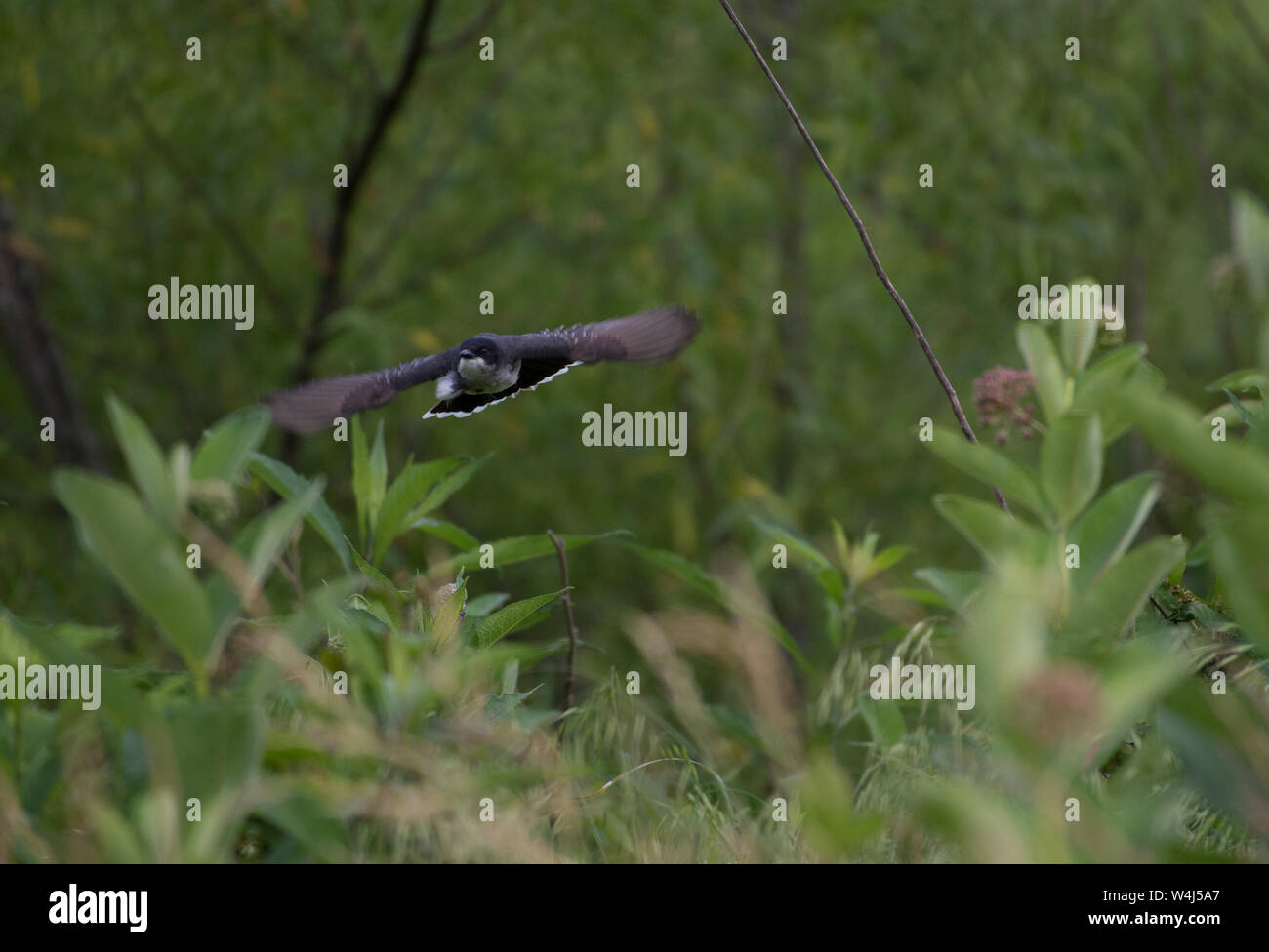 UNITED STATES - Juni 12, 2019: Die Eastern Kingbird hier entlang Trappe Straße ist eine robuste, mittlere Songbird mit einem großen Kopf, aufrechte Haltung, Stockfoto