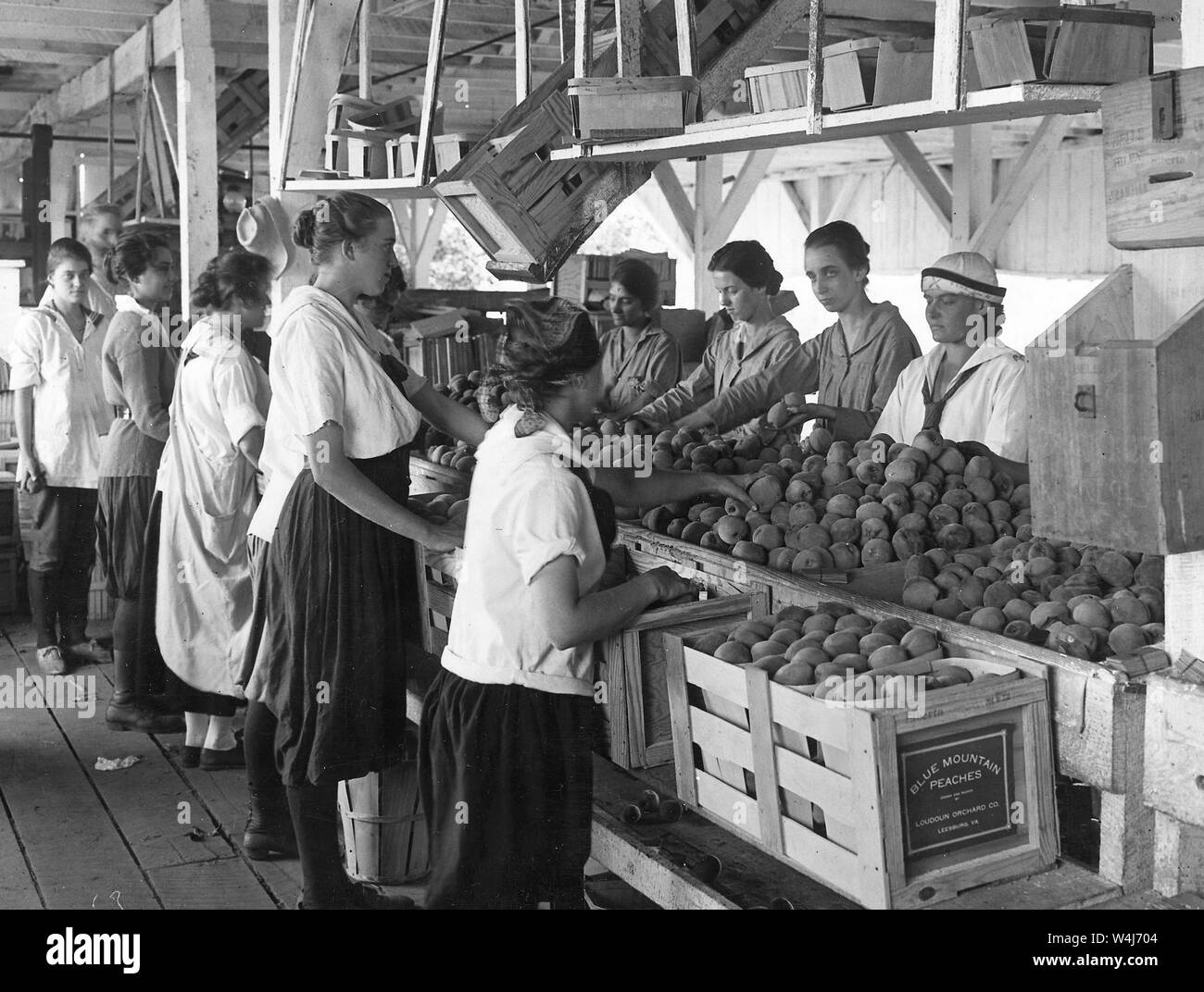 Ersten Weltkrieg Farmerettes Pack Pfirsiche auf einer Farm in Virginia Früchte im August 1917 Stockfoto