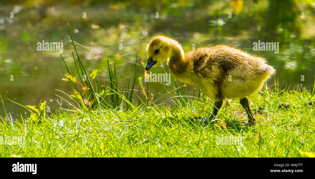 Cute Closeup Portrait einer Gackernden Gans gosling Wandern im Gras, juvenile Ente, tropischen Wasser Vogel specie aus Amerika Stockfoto