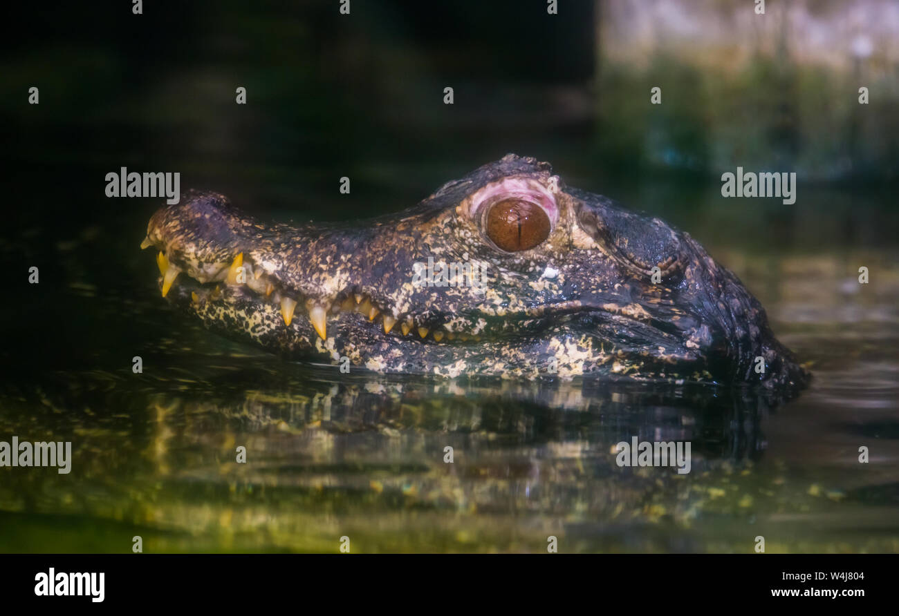Schöne Nahaufnahme von der Leiter einer Zwerg Kaiman Krokodil über dem Wasser, tropischen Reptil aus den Flüssen von Amerika Stockfoto