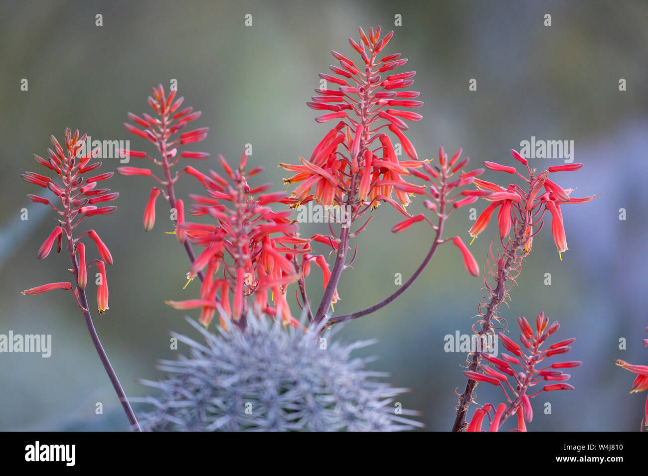 Blühende Aloe Vera, Arizona. Stockfoto