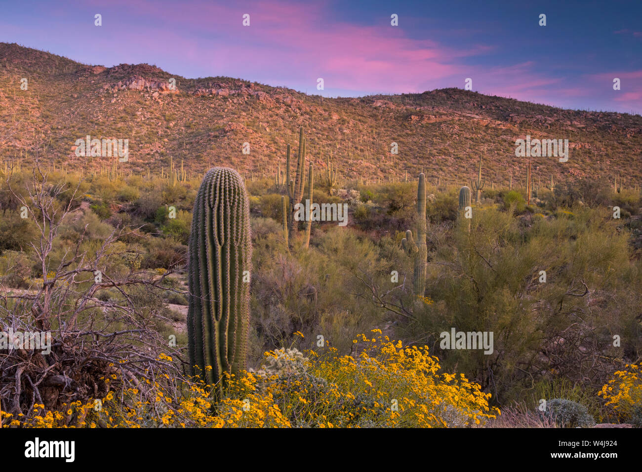 Sonoran Wüste Sonnenuntergang in Arizona. Stockfoto