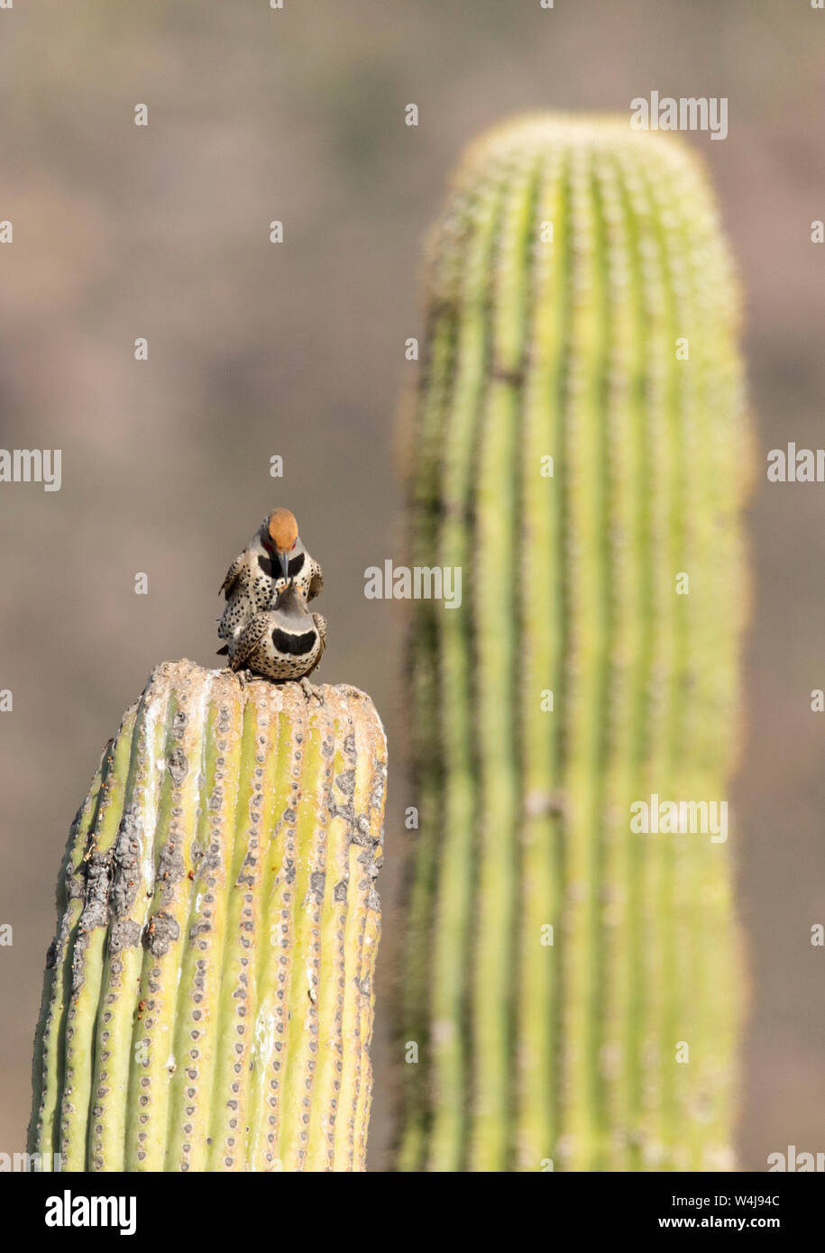 Vergoldet - Flimmern paar Paarung, Arizona. Stockfoto