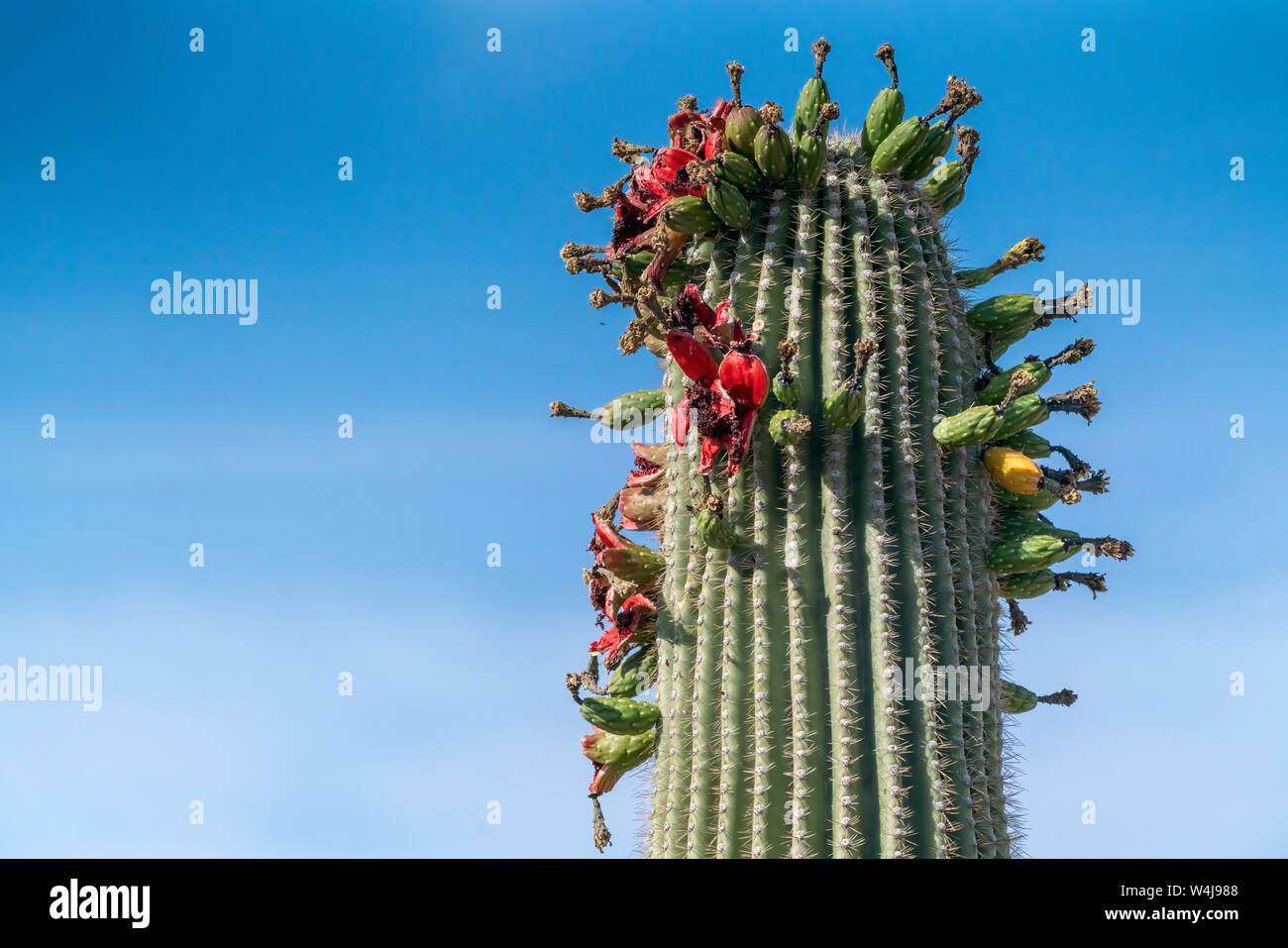 Saguaro Kaktus Obst gegen Sky Stockfoto