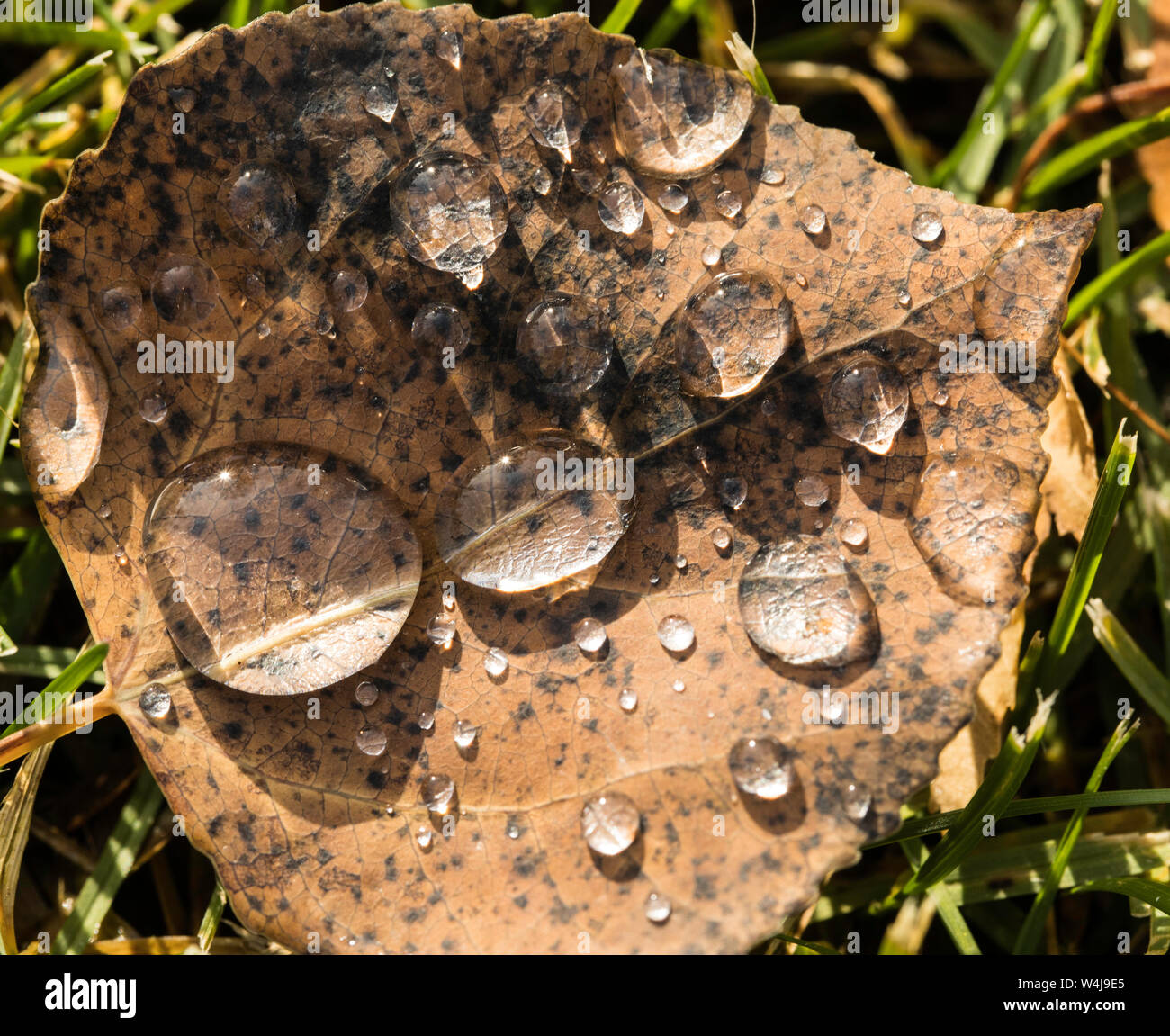 Regen fällt auf eine getrocknete Blätter Stockfoto