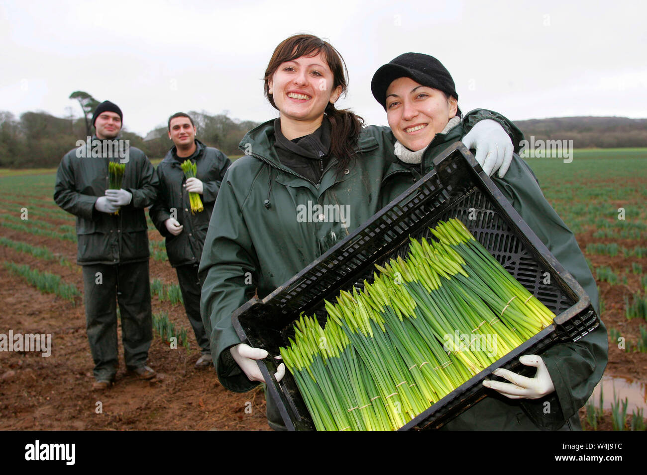 05.01.2006 - Narzisse Picker an pendarves Bauernhof in West Cornwall. LtoR; Pansen Gunchev, Nicoleva Velichro Dimitrov, Kalina und Penko Bodurova. Stockfoto