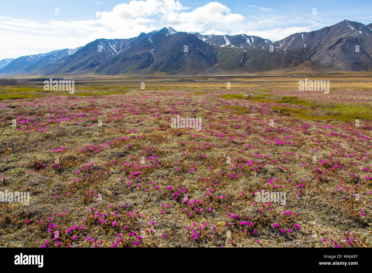 Wildblumen, Brooks Range, Alaska. Stockfoto