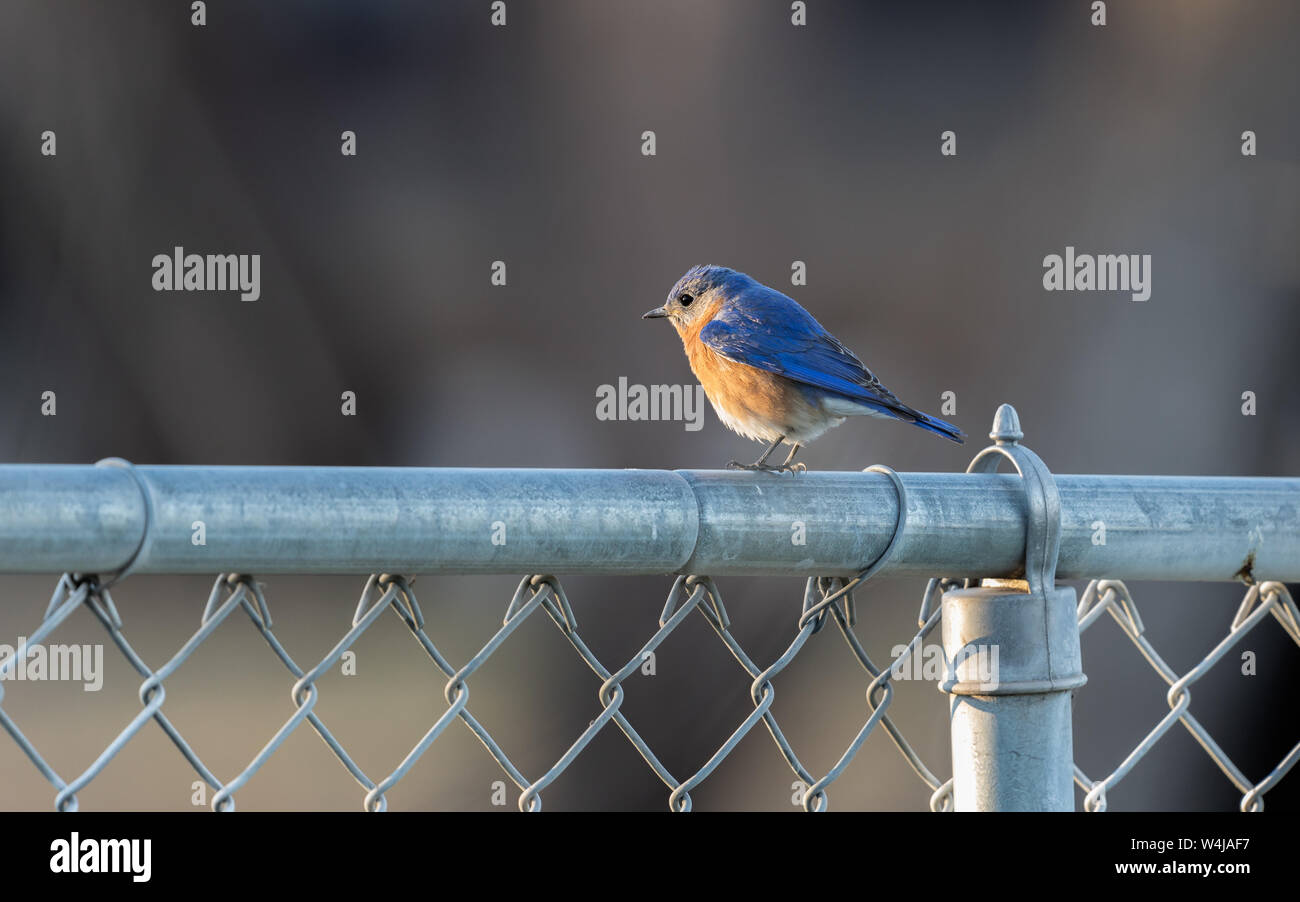 Western Bluebird in Arizona Stockfoto