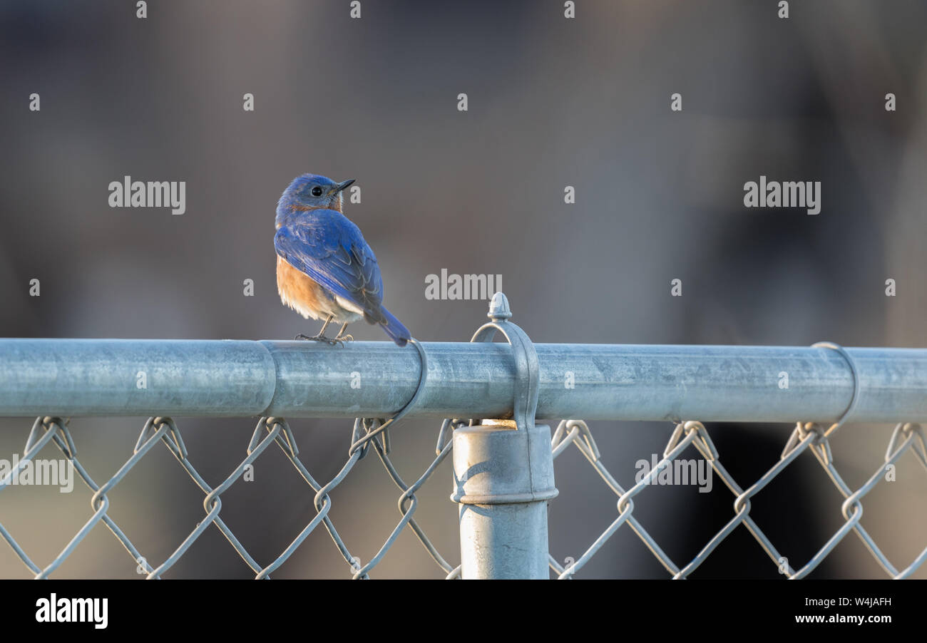 Western Bluebird in Arizona Stockfoto