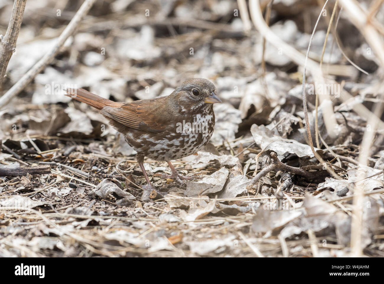 Ein Fuchssparrow in Arizona Stockfoto