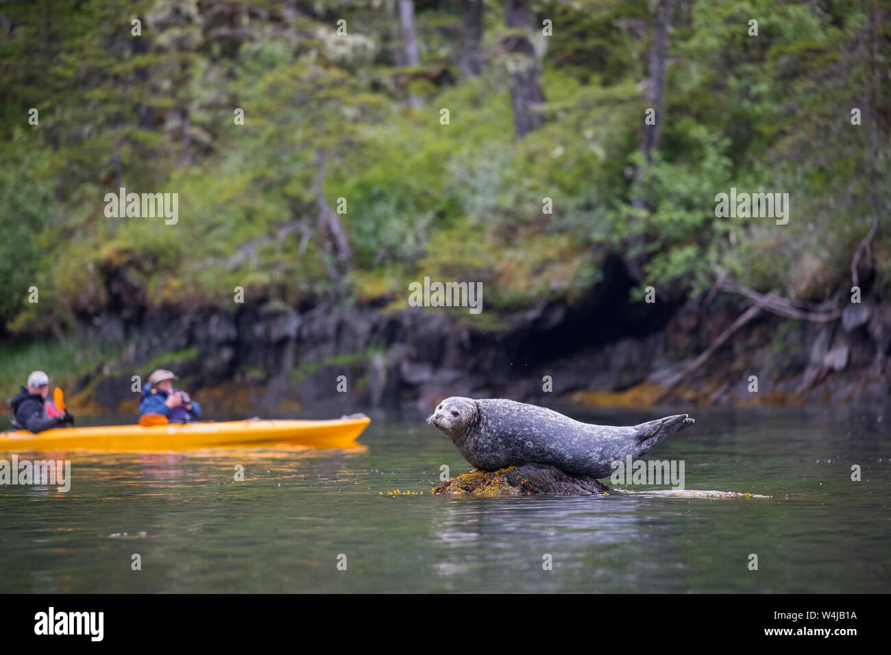 Kajak in der Nähe der Seehunde, Prince William Sound, Alaska. Stockfoto