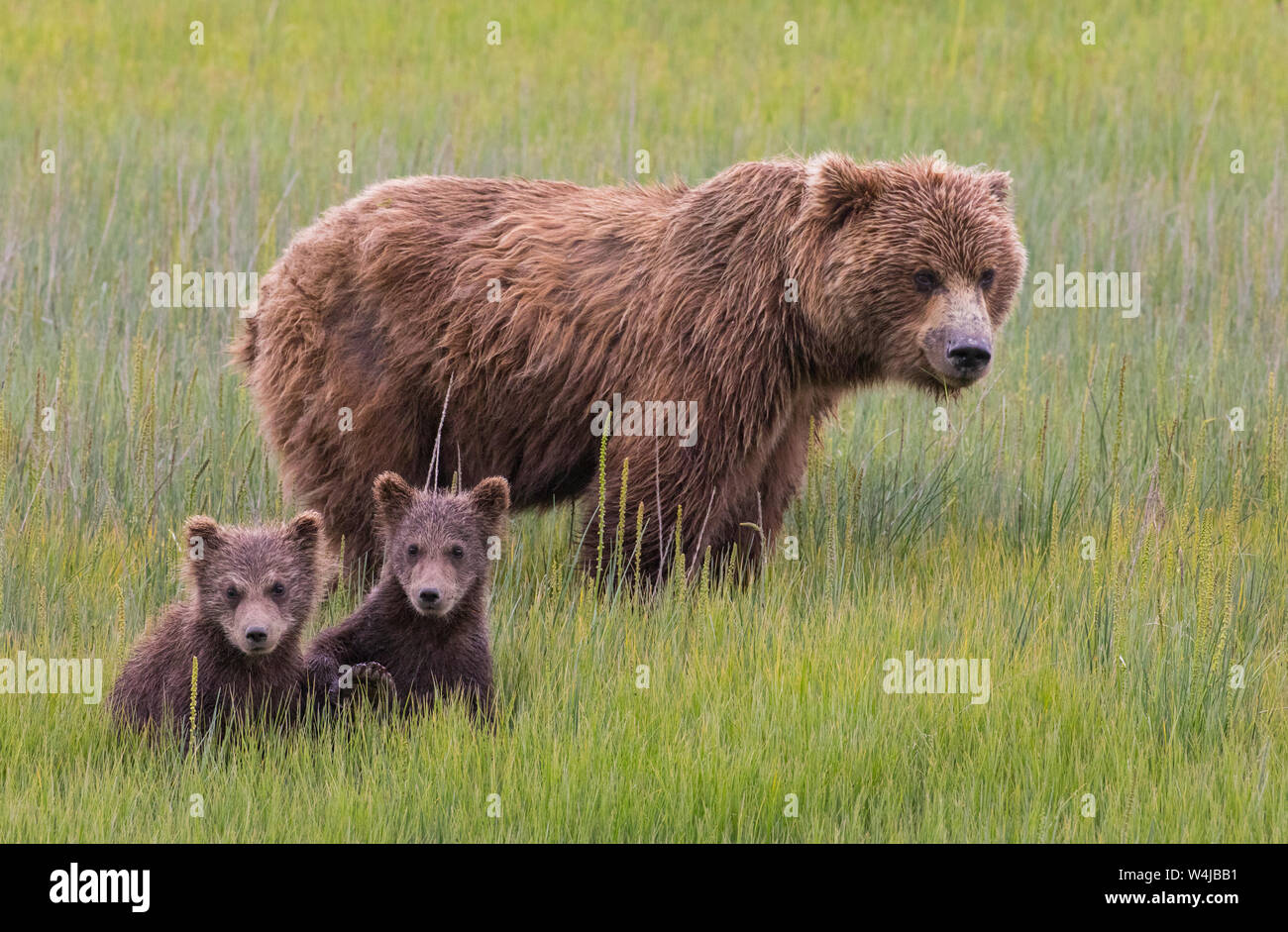 Grizzly Bär Leistungsbeschreibung mit Jungtieren, Lake Clark National Park, Alaska Stockfoto