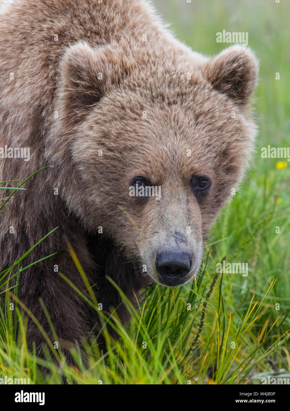 Braun / Grizzly Bear Lake-Clark-Nationalpark, Alaska. Stockfoto