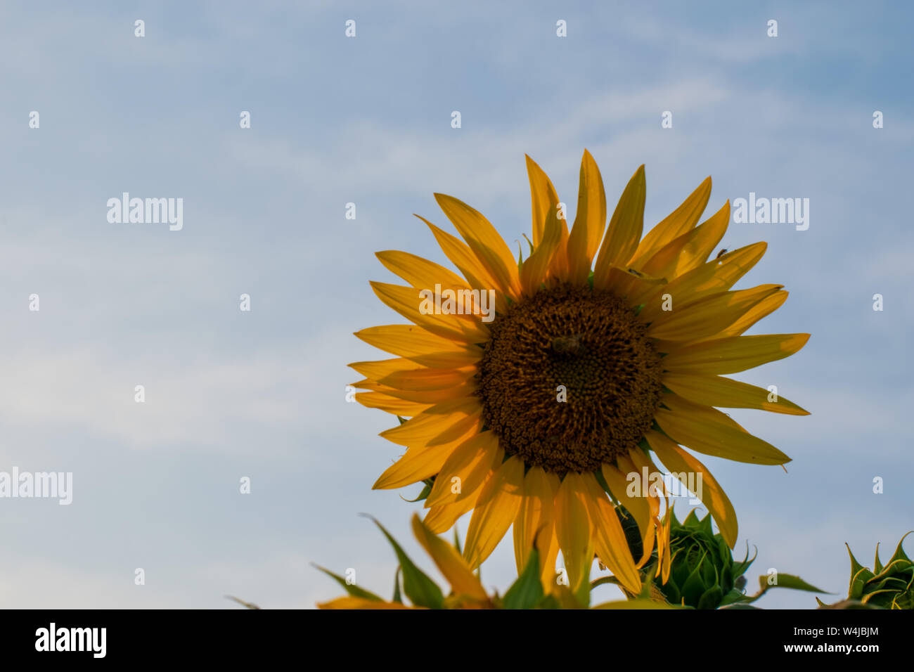 Sonnenblume auf Hintergrund des blauen Himmels Stockfoto