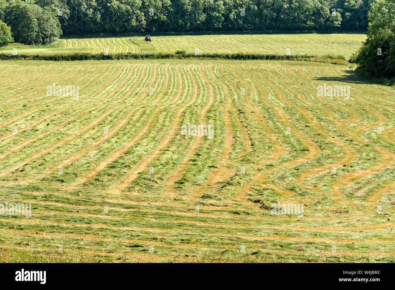 Reihen von gemähtem Heu auf einem Feld Austrocknen in warmen und sonnigen Wetter Stockfoto
