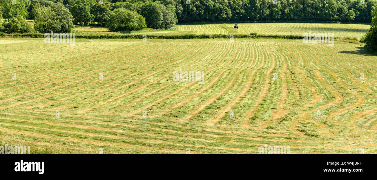 Panoramablick auf Reihen von gemähtem Heu auf einem Feld Austrocknung in warmen und sonnigen Wetter Stockfoto