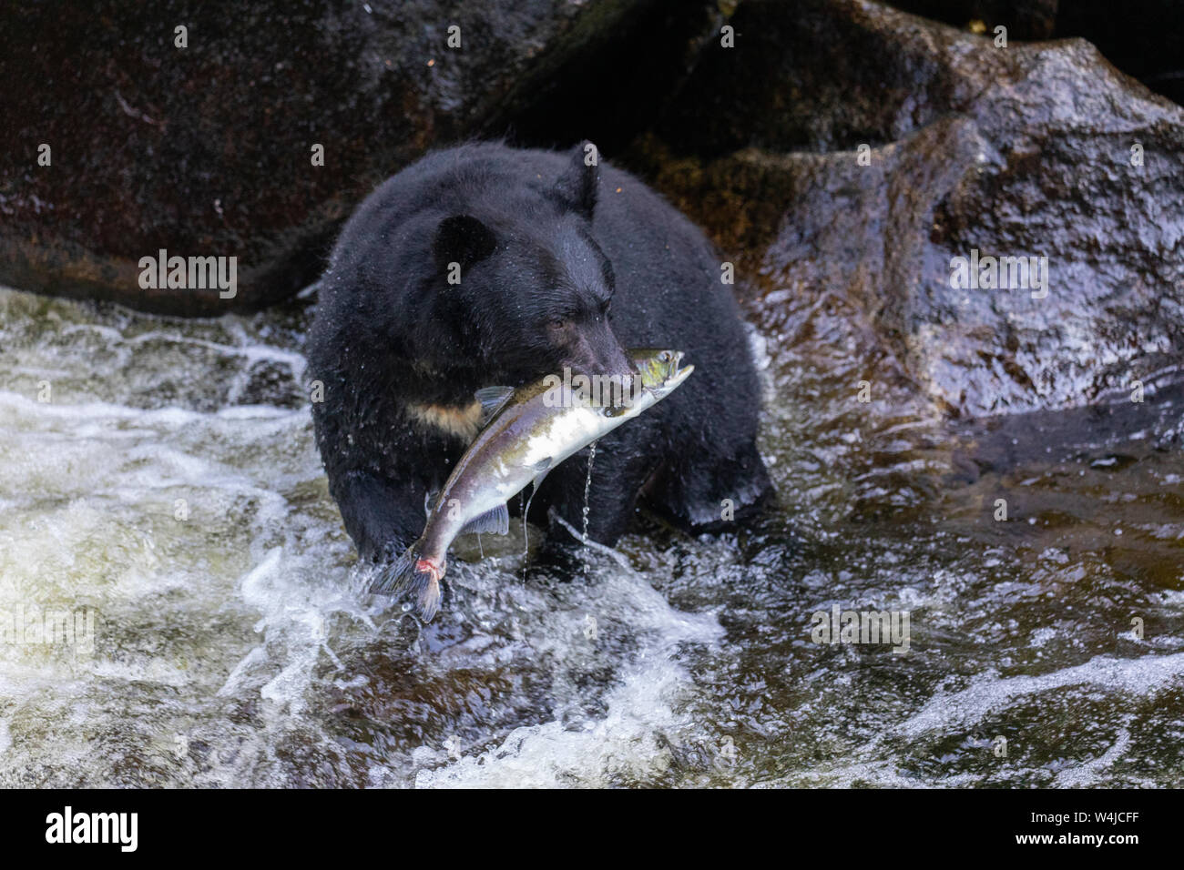 Schwarzer Bär, Anan Creek Wildlife Viewing site, Tongass National Forest, Alaska. Stockfoto