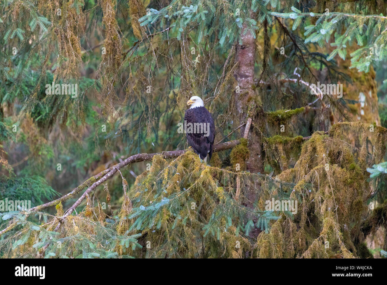 Der Weißkopfseeadler, Anan Creek Wildlife Viewing site, Tongass National Forest, Alaska. Stockfoto