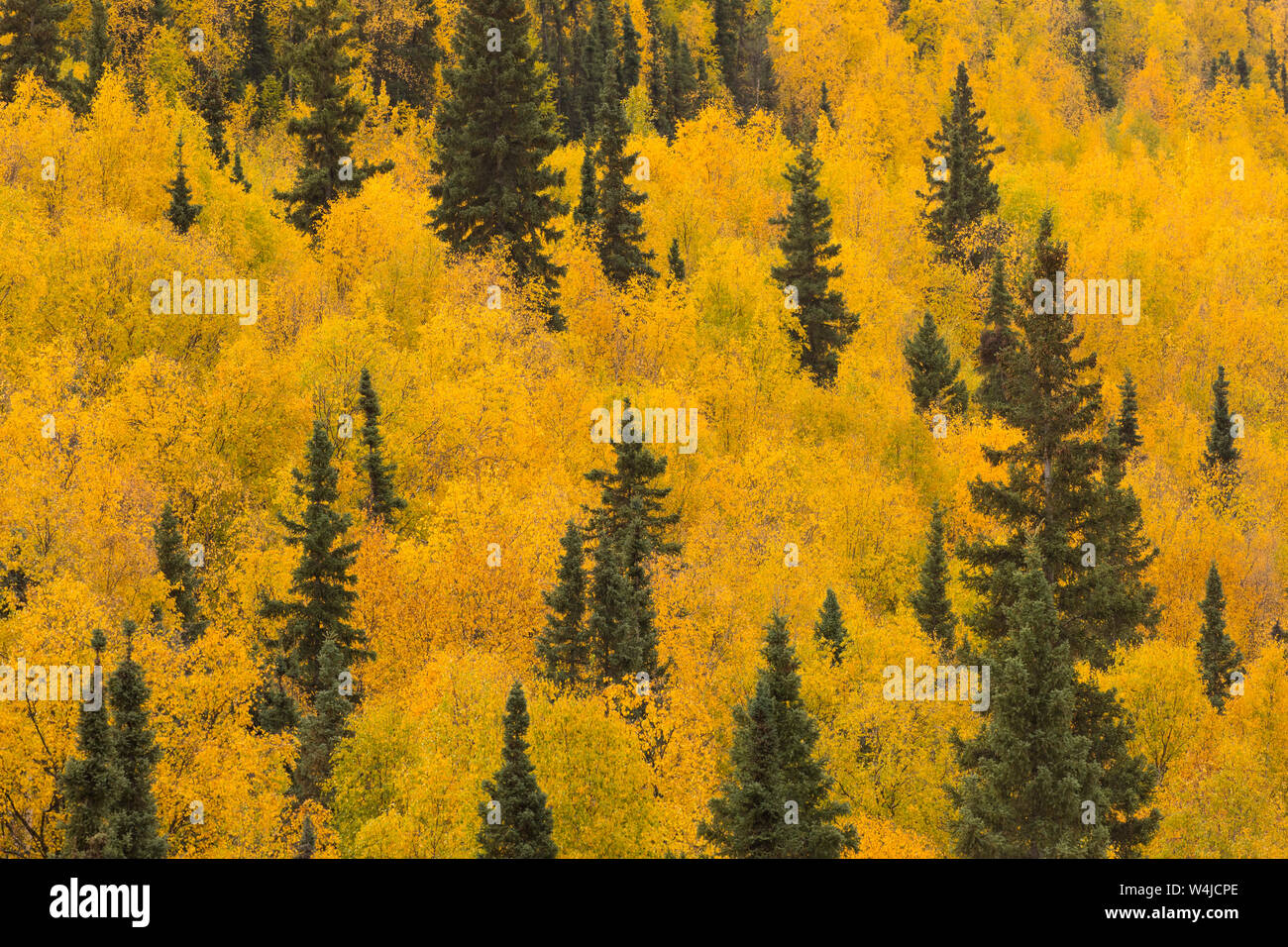 Herbst in Alaska. Stockfoto