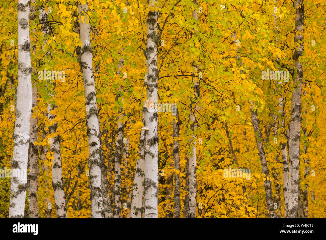 Herbst in Alaska, in der Nähe von Fairbanks, Alaska. Stockfoto