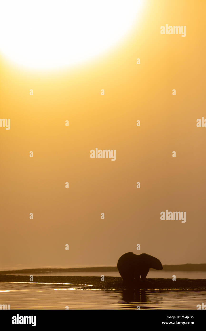 Polar Bear Sunrise. Kaktovik, Alaska Stockfoto