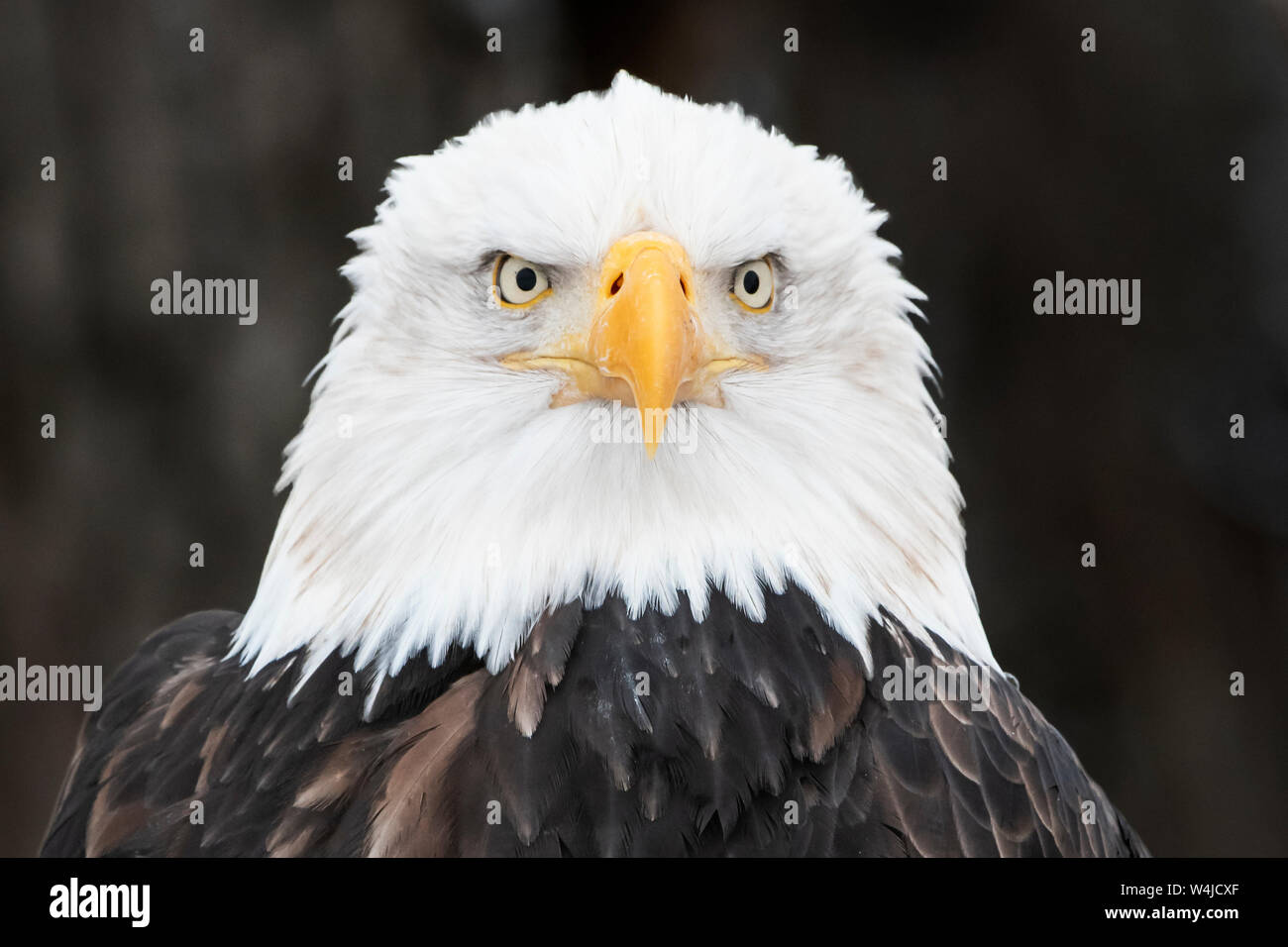 Nordamerika; USA, Alaska, Chilkat River; Tierwelt; Vögel; Raubfische; Weißkopfseeadler Haliaeetus leucocephalus; Stockfoto