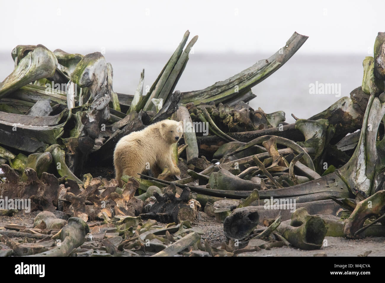 Eisbären (Ursus Maritimus), Arctic National Wildlife Refuge, Alaska. Stockfoto