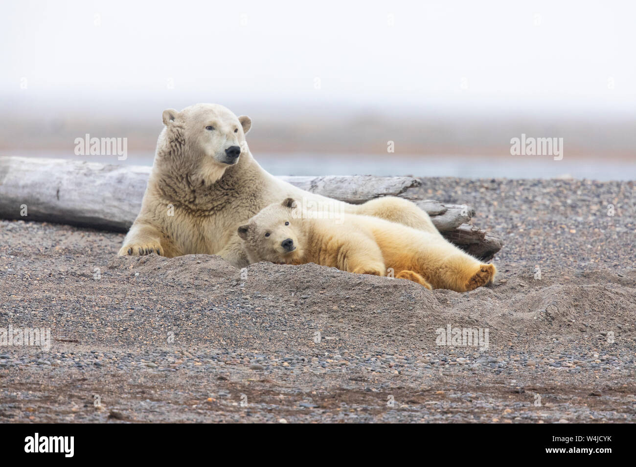 Eisbären (Ursus Maritimus), Arctic National Wildlife Refuge, Alaska. Stockfoto