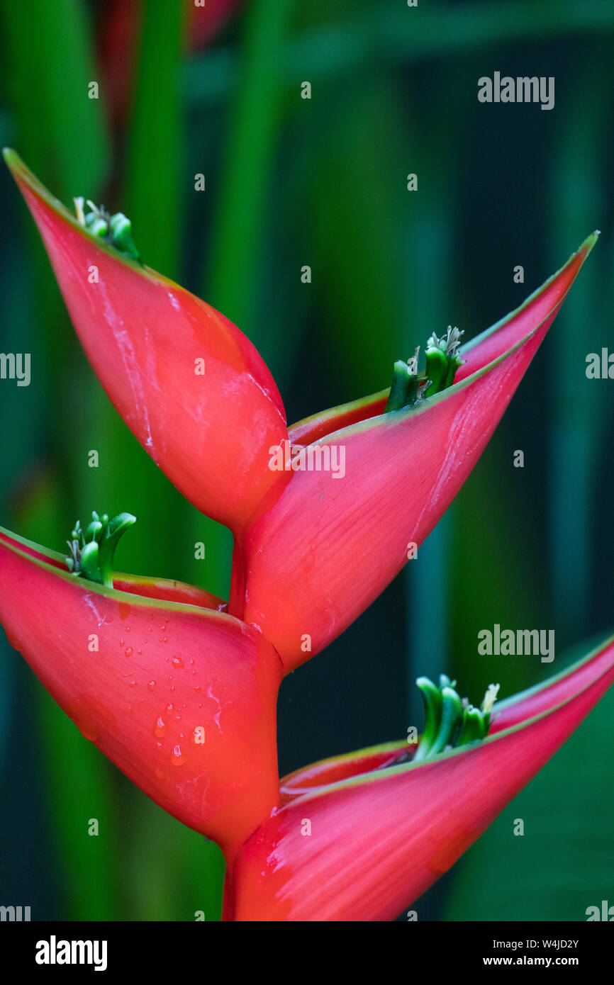 Heliconias, Tamarindo, Costa Rica Stockfoto