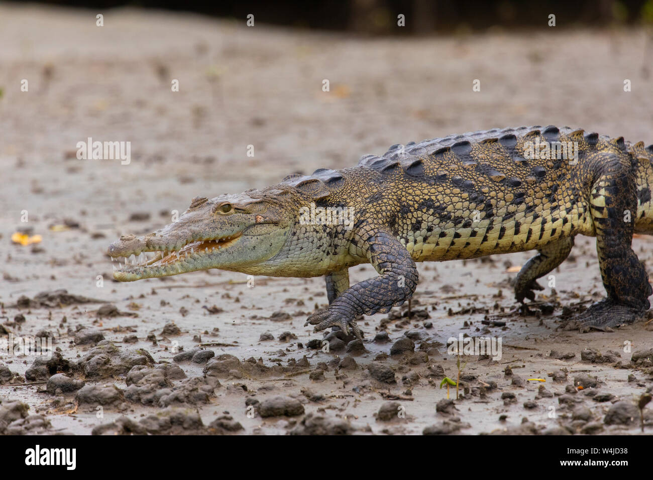 Amerikanische Krokodil in Mangrove Estuary in der Nähe von Tamarindo, Costa Rica Stockfoto