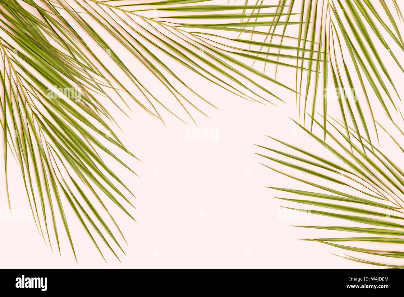 Palm Leaf auf Rosa pastell Hintergrund Stockfoto