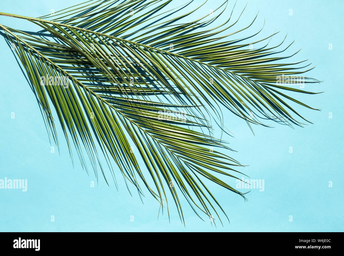 Palmblätter auf blauem Hintergrund Stockfoto