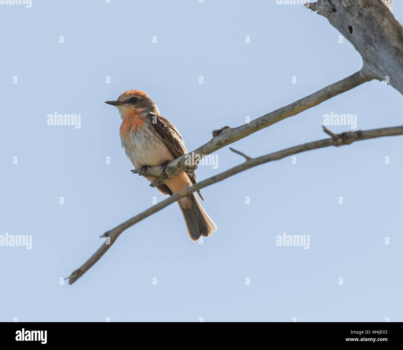 Ein junger männlicher Vermillion Flycatcher Stockfoto