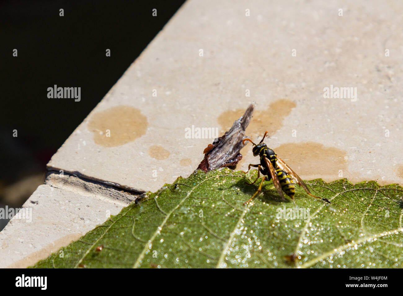 European paper Wasp (feldwespe dominulus) nach gerettet aus pool Wasser im Park Stockfoto