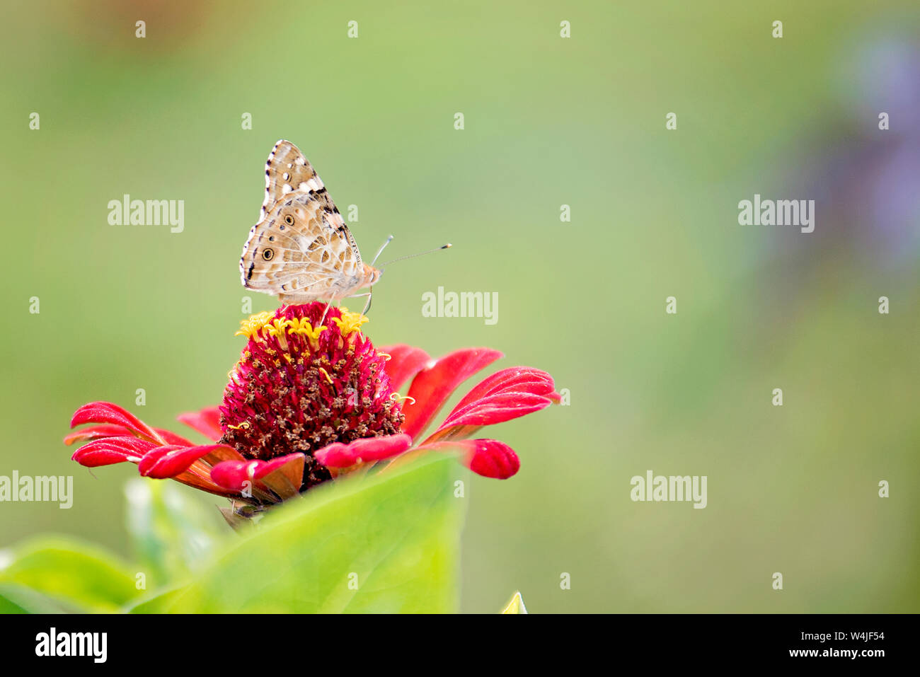 Ruht auf Blumen im Garten. Stockfoto