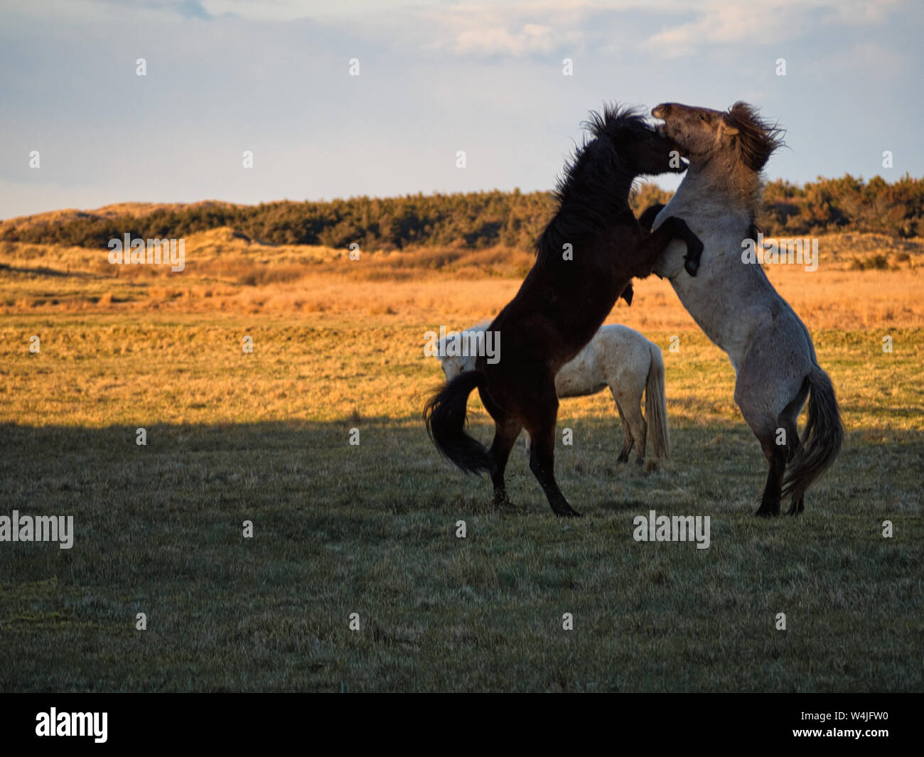Zwei kämpfende Pferde auf Denmarks Küste Stockfoto