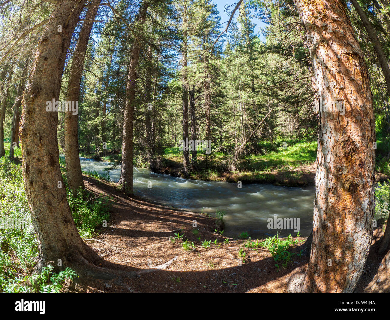 East Fork von Dallas, Dallas Creek Creek Road, County Road 7, San Juan Mountains in der Nähe von Fethiye, Colorado. Stockfoto