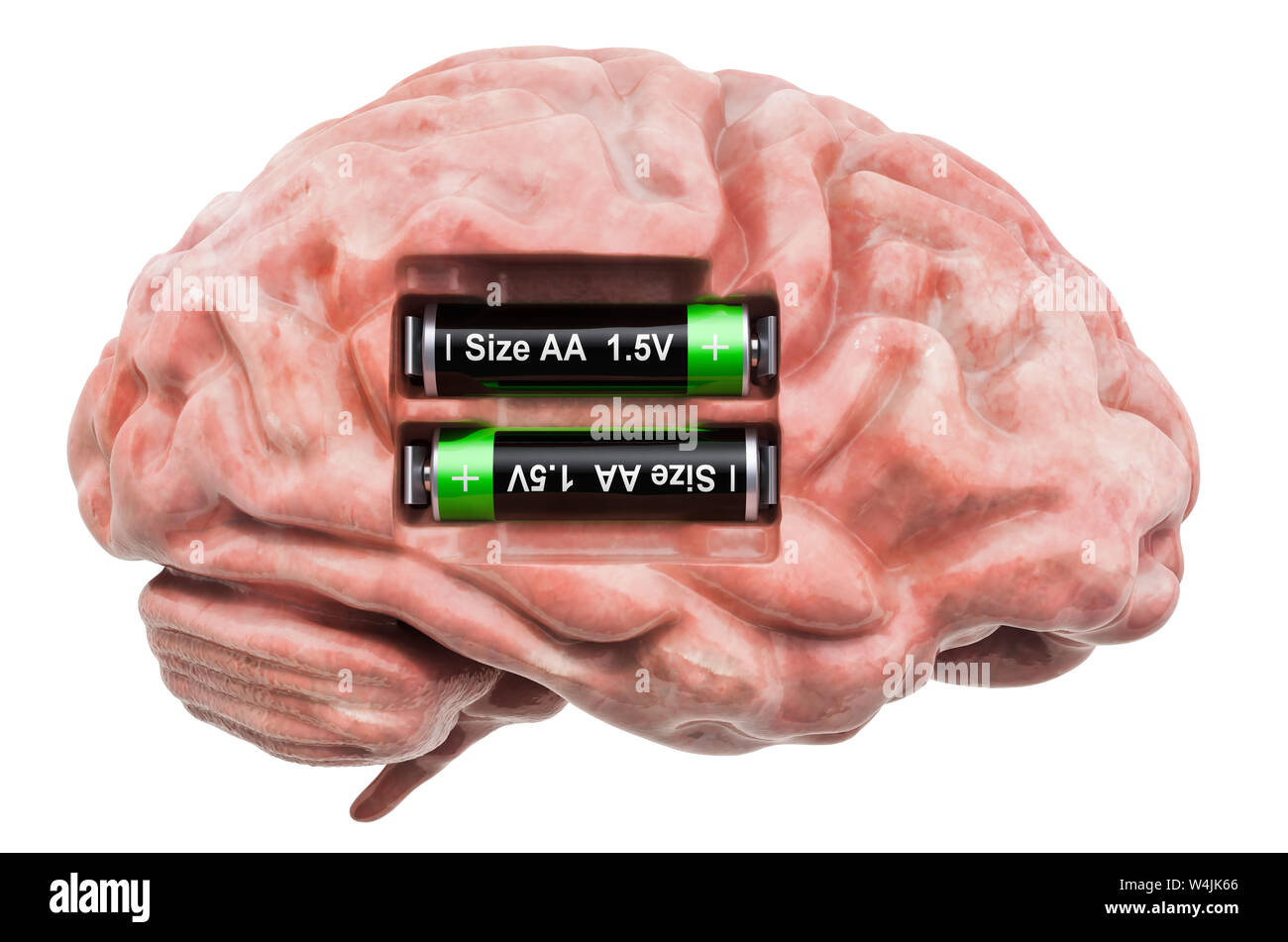 Menschliche Gehirn mit Batterien. Verwertung und Behandlung Konzept. 3D-Rendering auf weißem Hintergrund Stockfoto
