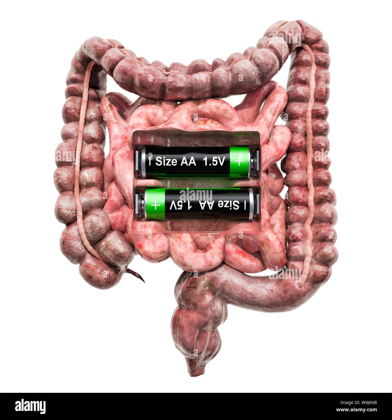 Menschliche Darm mit Batterien. Verwertung und Behandlung Konzept. 3D-Rendering auf weißem Hintergrund Stockfoto