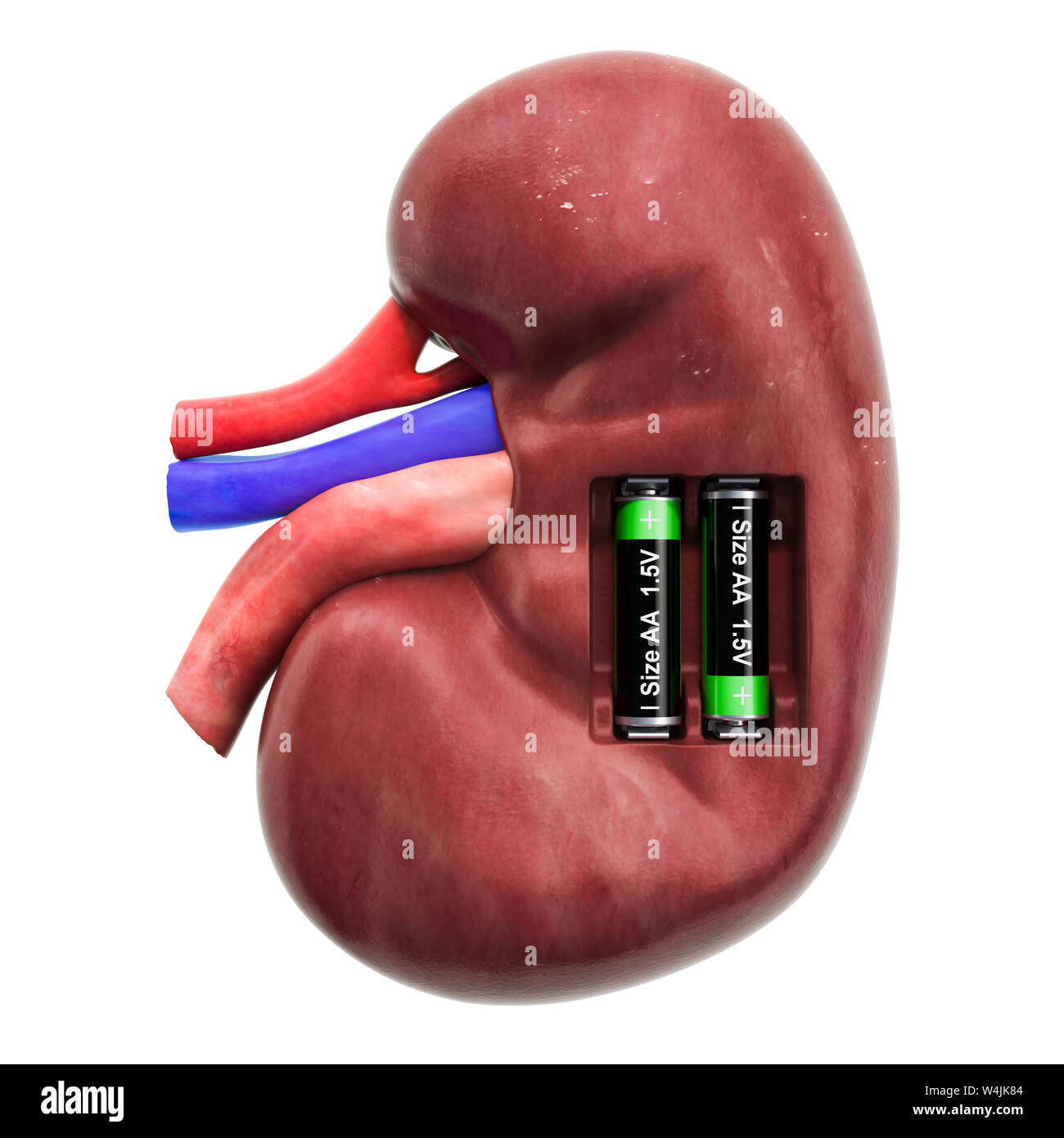 Menschliche Niere mit Batterien. Verwertung und Behandlung Konzept. 3D-Rendering auf weißem Hintergrund Stockfoto