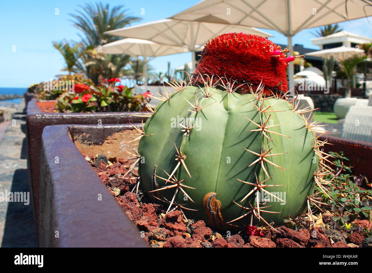 Schöne und bunte runder Kaktus mit Dornen in der Blüte der leuchtend rote Farbe mit einem Marine im Hintergrund Stockfoto