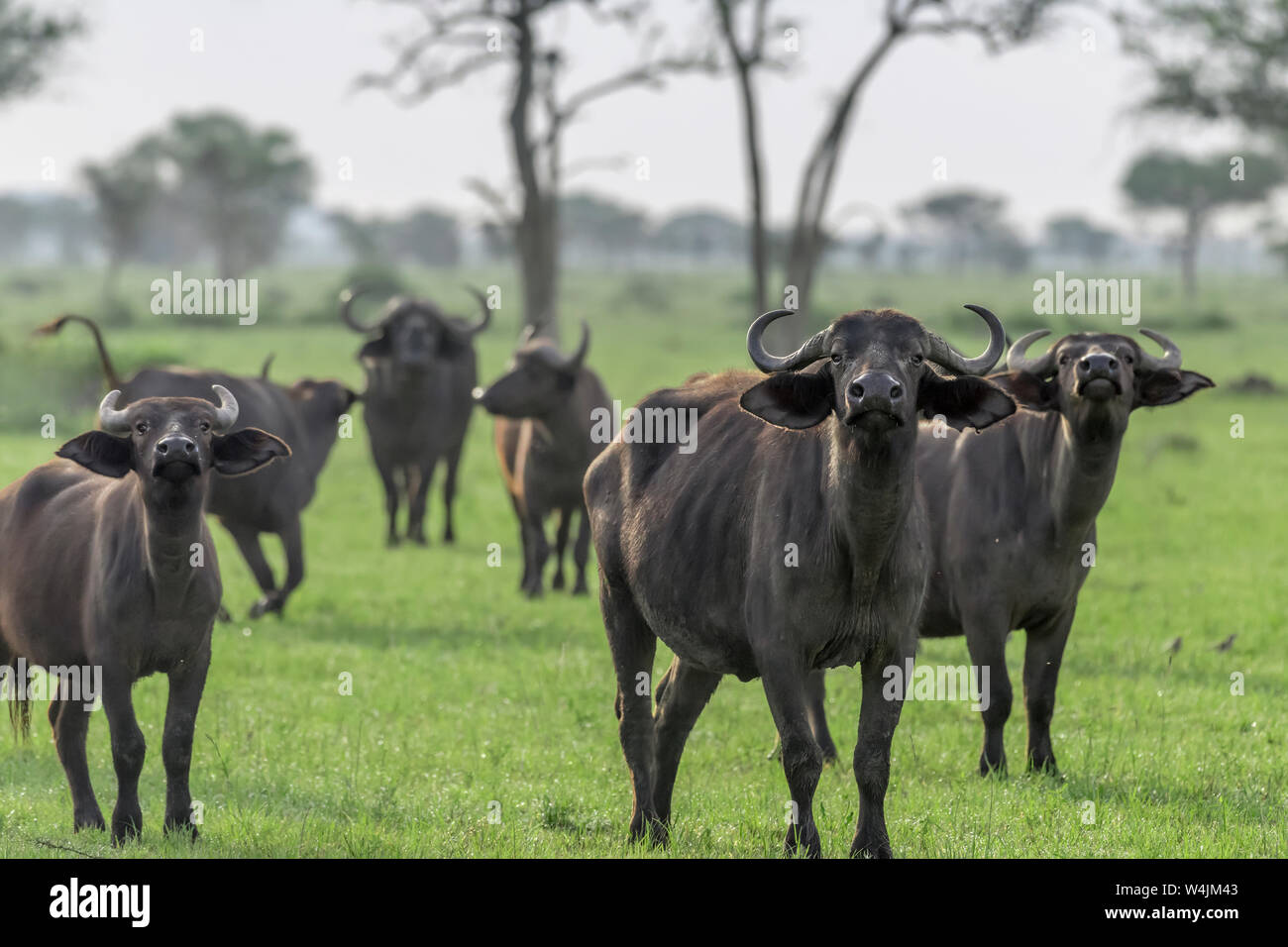 Watchful Büffel im Gras, grumeti Game Reserve, Serengeti, Tansania Stockfoto